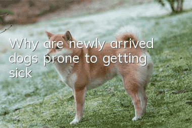 Why are newly arrived dogs prone to getting sick?