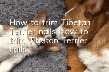 How to trim Tibetan Terrier nails How to trim Tibetan Terrier nails