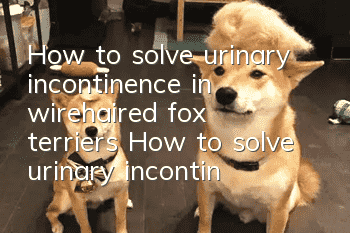 How to solve urinary incontinence in wirehaired fox terriers How to solve urinary incontinence in wirehaired fox terriers