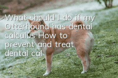 What should I do if my Otterhound has dental calculus? How to prevent and treat dental calculus in my Otterhound?