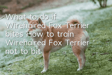 What to do if Wirehaired Fox Terrier bites? How to train Wirehaired Fox Terrier not to bite.