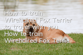 How to train Wirehaired Fox Terrier to travel with you? How to train Wirehaired Fox Terrier to travel with you?