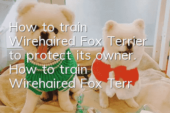 How to train Wirehaired Fox Terrier to protect its owner. How to train Wirehaired Fox Terrier to protect its owner.
