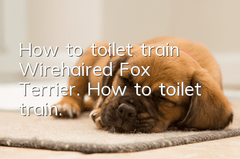 How to toilet train Wirehaired Fox Terrier. How to toilet train.