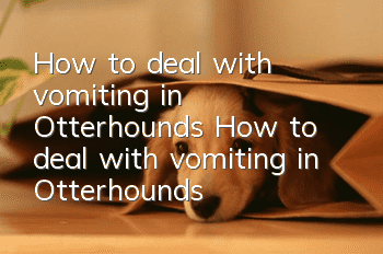 How to deal with vomiting in Otterhounds How to deal with vomiting in Otterhounds
