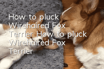How to pluck Wirehaired Fox Terrier? How to pluck Wirehaired Fox Terrier?