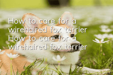 How to care for a wirehaired fox terrier How to care for a wirehaired fox terrier
