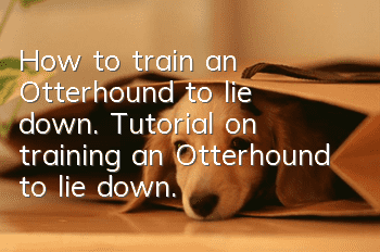 How to train an Otterhound to lie down. Tutorial on training an Otterhound to lie down.