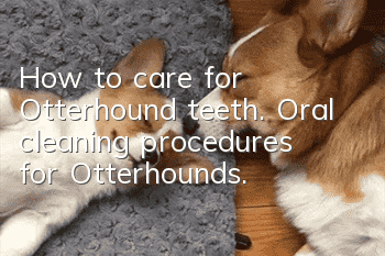 How to care for Otterhound teeth. Oral cleaning procedures for Otterhounds.