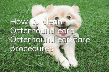 How to clean Otterhound ears? Otterhound ear care procedures