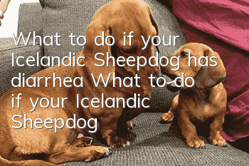 What to do if your Icelandic Sheepdog has diarrhea? What to do if your Icelandic Sheepdog has diarrhea?