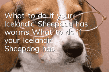 What to do if your Icelandic Sheepdog has worms? What to do if your Icelandic Sheepdog has fleas?