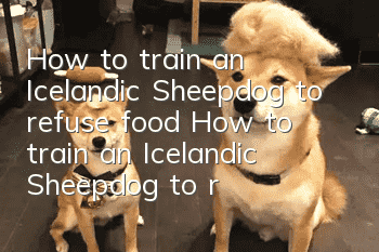 How to train an Icelandic Sheepdog to refuse food? How to train an Icelandic Sheepdog to refuse food?