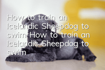How to train an Icelandic Sheepdog to swim How to train an Icelandic Sheepdog to swim