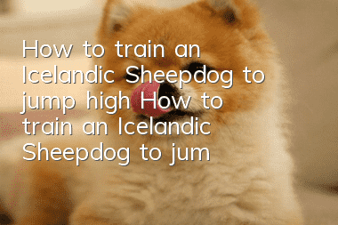 How to train an Icelandic Sheepdog to jump high? How to train an Icelandic Sheepdog to jump high?