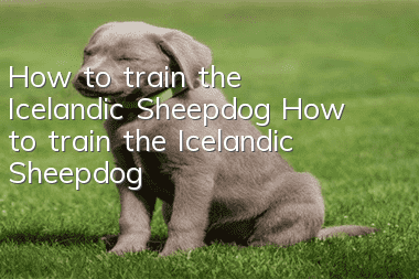 How to train the Icelandic Sheepdog How to train the Icelandic Sheepdog