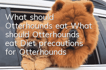What should Otterhounds eat? What should Otterhounds eat? Diet precautions for Otterhounds