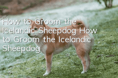 How to Groom the Icelandic Sheepdog How to Groom the Icelandic Sheepdog