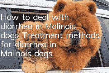 How to deal with diarrhea in Malinois dogs Treatment methods for diarrhea in Malinois dogs