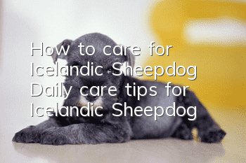 How to care for Icelandic Sheepdog Daily care tips for Icelandic Sheepdog