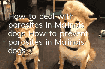 How to deal with parasites in Malinois dogs How to prevent parasites in Malinois dogs