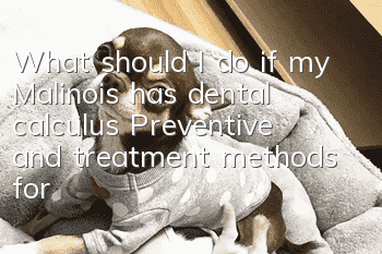 What should I do if my Malinois has dental calculus? Preventive and treatment methods for Malinois dog’s dental calculus