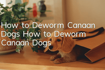 How to Deworm Canaan Dogs How to Deworm Canaan Dogs