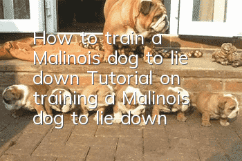 How to train a Malinois dog to lie down Tutorial on training a Malinois dog to lie down