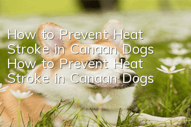 How to Prevent Heat Stroke in Canaan Dogs How to Prevent Heat Stroke in Canaan Dogs