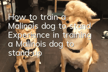 How to train a Malinois dog to stand? Experience in training a Malinois dog to stand up