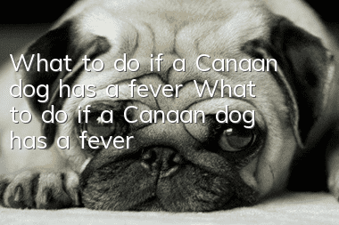 What to do if a Canaan dog has a fever What to do if a Canaan dog has a fever