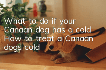 What to do if your Canaan dog has a cold? How to treat a Canaan dog's cold
