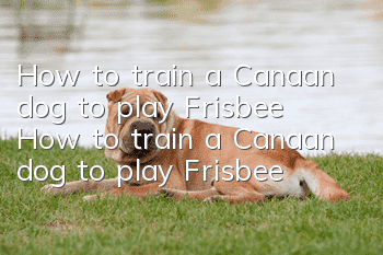 How to train a Canaan dog to play Frisbee How to train a Canaan dog to play Frisbee