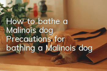 How to bathe a Malinois dog? Precautions for bathing a Malinois dog