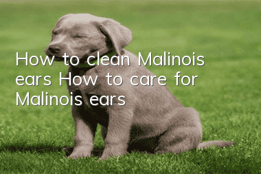 How to clean Malinois ears How to care for Malinois ears