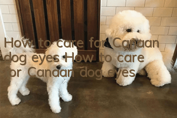 How to care for Canaan dog eyes How to care for Canaan dog eyes