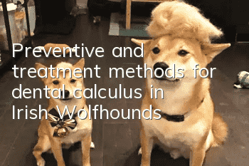 Preventive and treatment methods for dental calculus in Irish Wolfhounds