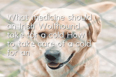 What medicine should an Irish Wolfhound take for a cold? How to take care of a cold for an Irish Wolfhound