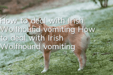 How to deal with Irish Wolfhound vomiting How to deal with Irish Wolfhound vomiting