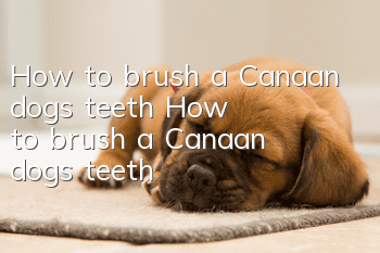 How to brush a Canaan dog's teeth How to brush a Canaan dog's teeth