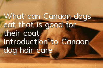 What can Canaan dogs eat that is good for their coat? Introduction to Canaan dog hair care diet