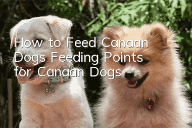 How to Feed Canaan Dogs Feeding Points for Canaan Dogs