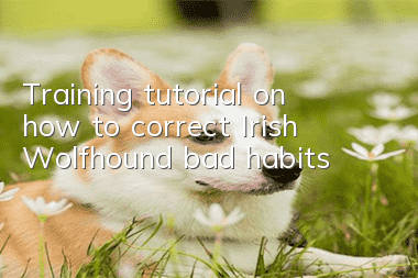 Training tutorial on how to correct Irish Wolfhound bad habits