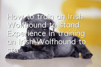 How to train an Irish Wolfhound to stand. Experience in training an Irish Wolfhound to stand.