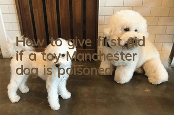 How to give first aid if a toy Manchester dog is poisoned
