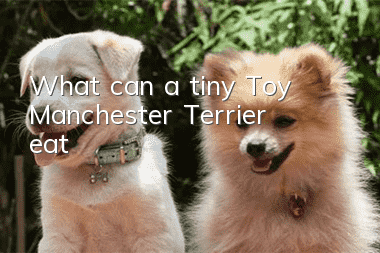 What can a tiny Toy Manchester Terrier eat?