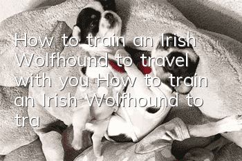 How to train an Irish Wolfhound to travel with you? How to train an Irish Wolfhound to travel with you when traveling?