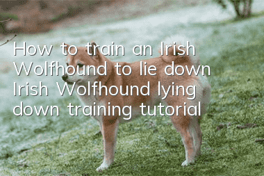 How to train an Irish Wolfhound to lie down Irish Wolfhound lying down training tutorial