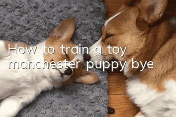 How to train a toy manchester puppy bye
