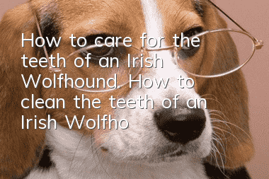 How to care for the teeth of an Irish Wolfhound. How to clean the teeth of an Irish Wolfhound?
